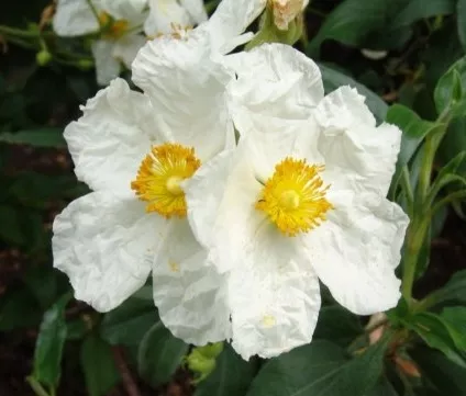 Cistus
