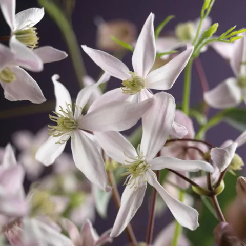 Clematis armandii 'Apple Blossom'®