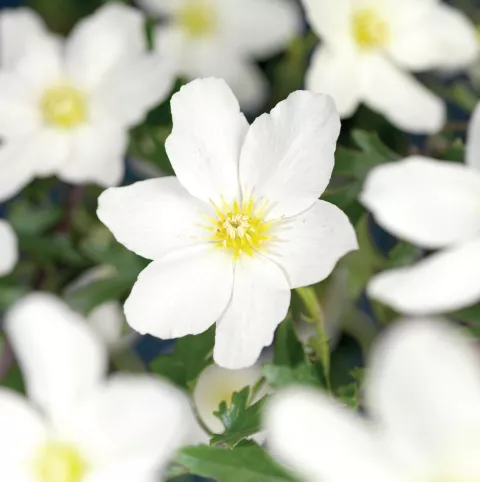Clematis 'Avalanche'