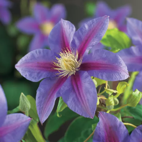 Clematis 'Barbara Jackman'