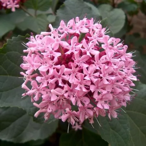 Clerodendrum bungei 