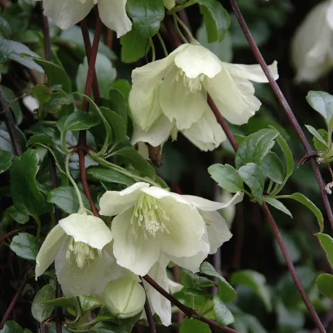 Clematis cirrhosa 'Wisley Cream'