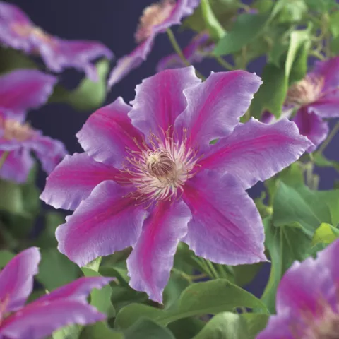 Clematis 'Dr. Ruppel'