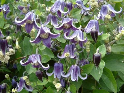 Clematis 'Fascination' PBR