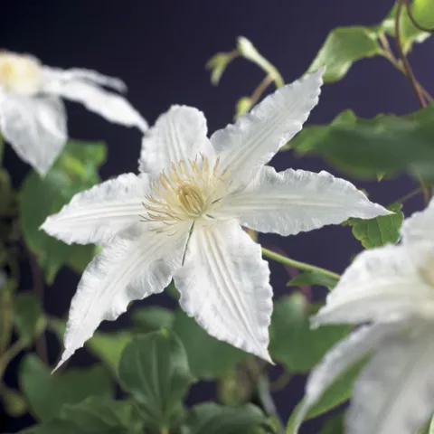 Clematis 'Gladys Picard'