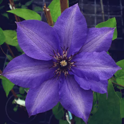 Clematis 'Königskind'