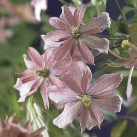 Clematis montana 'Broughton S.'