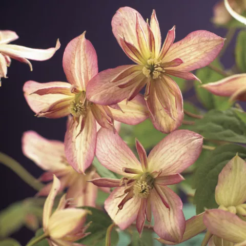 Clematis montana 'Marjorie'