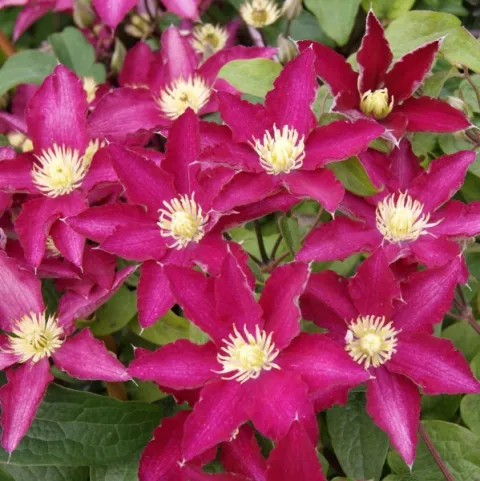 Clematis montana 'Van Gogh'