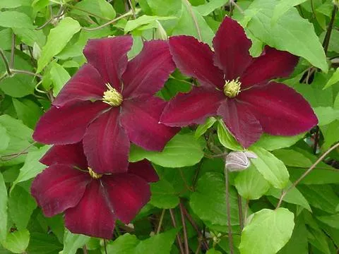 Clematis 'Niobe'