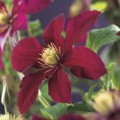 Clematis 'Niobe'