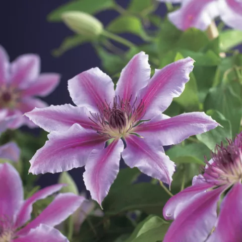 Clematis 'Nelly Moser'