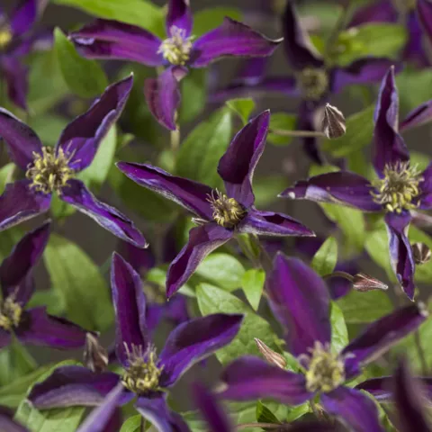 Clematis Noora PBR