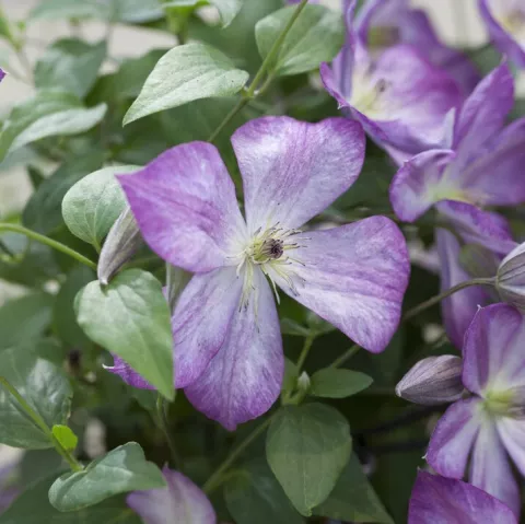 Clematis 'Pernille'