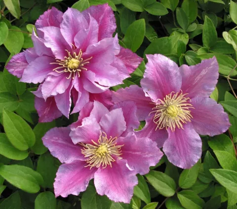 Clematis 'Piilu'