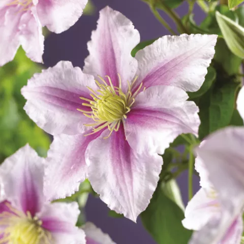Clematis 'Piilu'