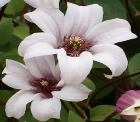 Clematis 'Princess Kate'
