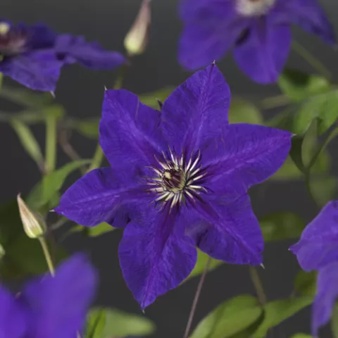 Clematis 'The President'