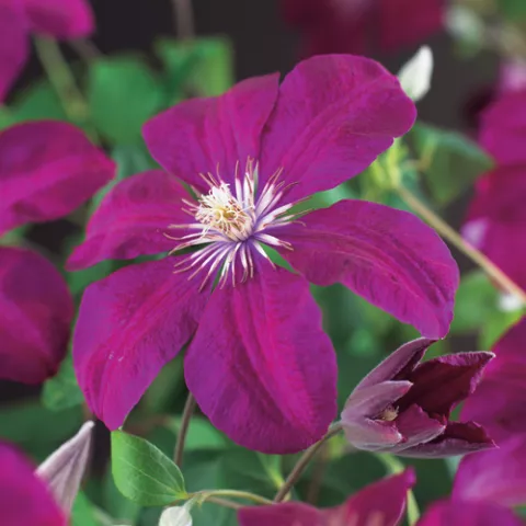 Clematis 'Rouge Cardinal'