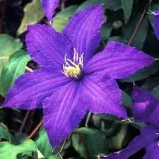 Clematis 'Rhapsody'