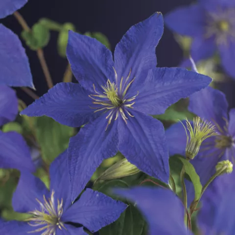 Clematis 'Rhapsody'