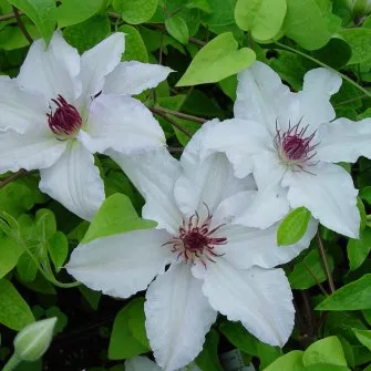 Clematis 'Snow Queen'