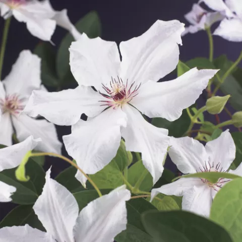 Clematis 'Snow Queen'