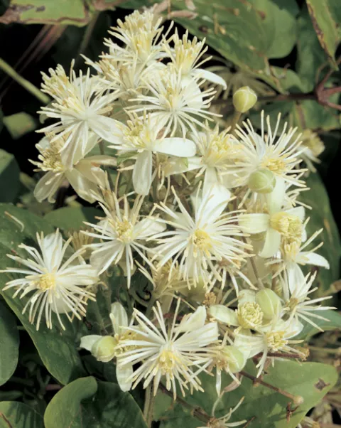 Clematis vitalba
