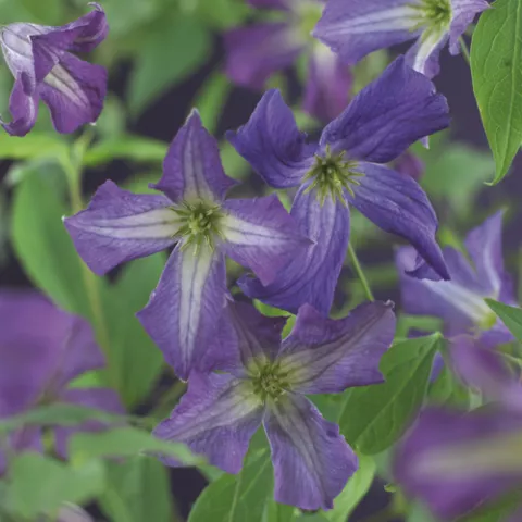 Clematis Viticella