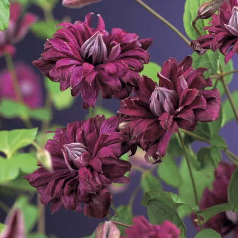 Clematis vit. 'Purpurea Plena Elegans'
