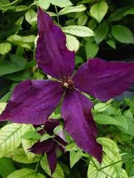 Clematis vit. 'Polish Spirit'