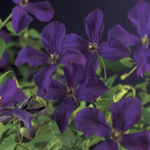 Clematis vit. 'Polish Spirit'