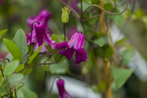 Clematis vit. 'Queen Mother' PBR