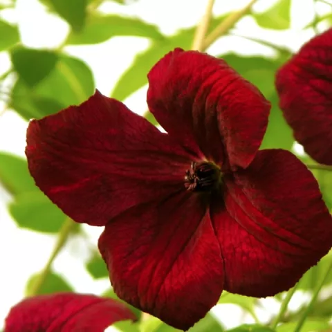 Clematis vit. 'Rubra'