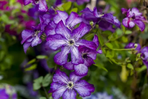 Clematis vit. Super Nova PBR