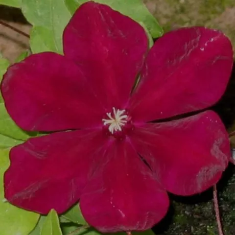 Clematis 'Westerplatte'