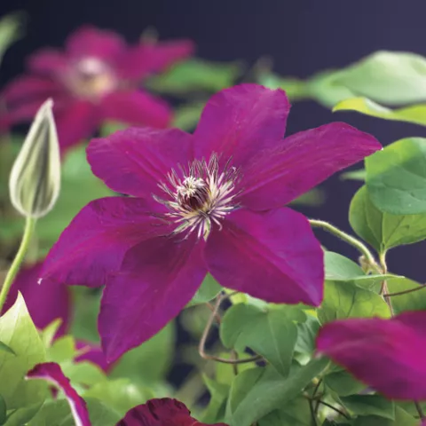 Clematis 'Westerplatte'