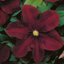 Clematis 'Warszawska Nike'