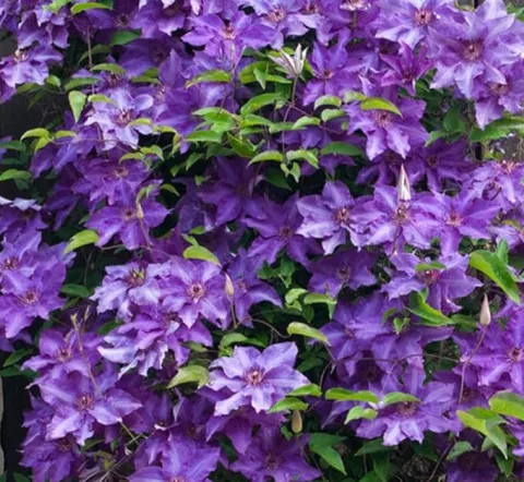 Clematis 'Wonderful Perfume'