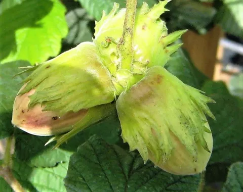 Corylus avellana 'Bergeri' HAZELNOOT