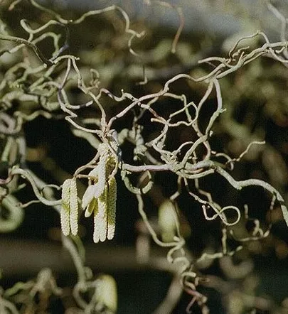 Corylus avellana 'Contorta'