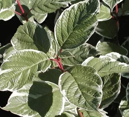 Cornus alba 'Elegantissima'