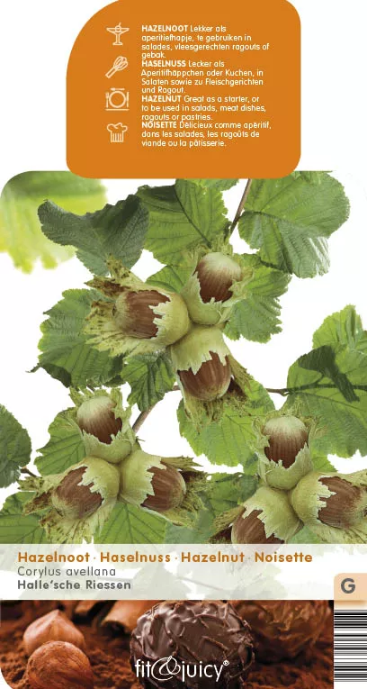 Corylus avellana 'Halle'sche Riesen' HAZELNOOT