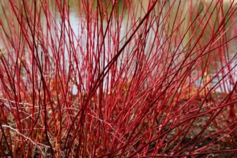 Cornus alba