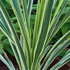 Cordyline aus. 'Lime Passion'
