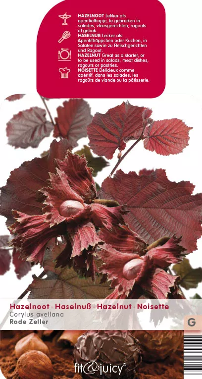 Corylus avellana 'Roter Zeller' HAZELNOOT
