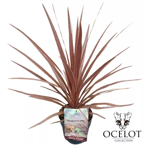 Cordyline aus. 'Red Star'