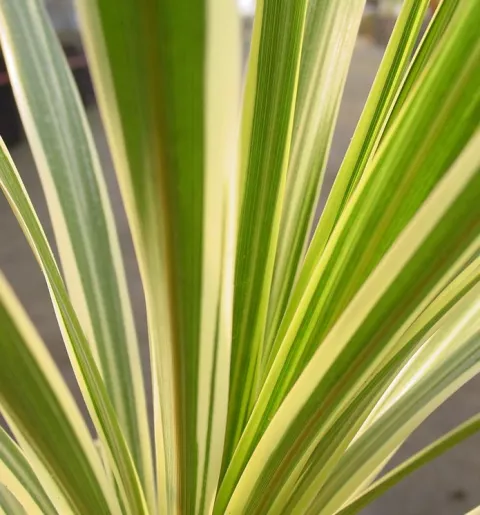 Cordyline aus. 'Torbay Dazzler'