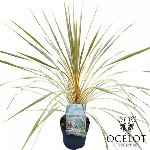 Cordyline aus. 'Torbay Dazzler'