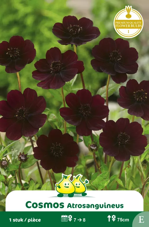 Cosmos atrosanguineus 